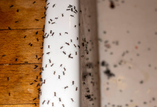 Best Pest Prevention Services  in Glasco, NY